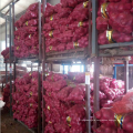 China red onion 5-7 factory supply, high quality fresh onion export